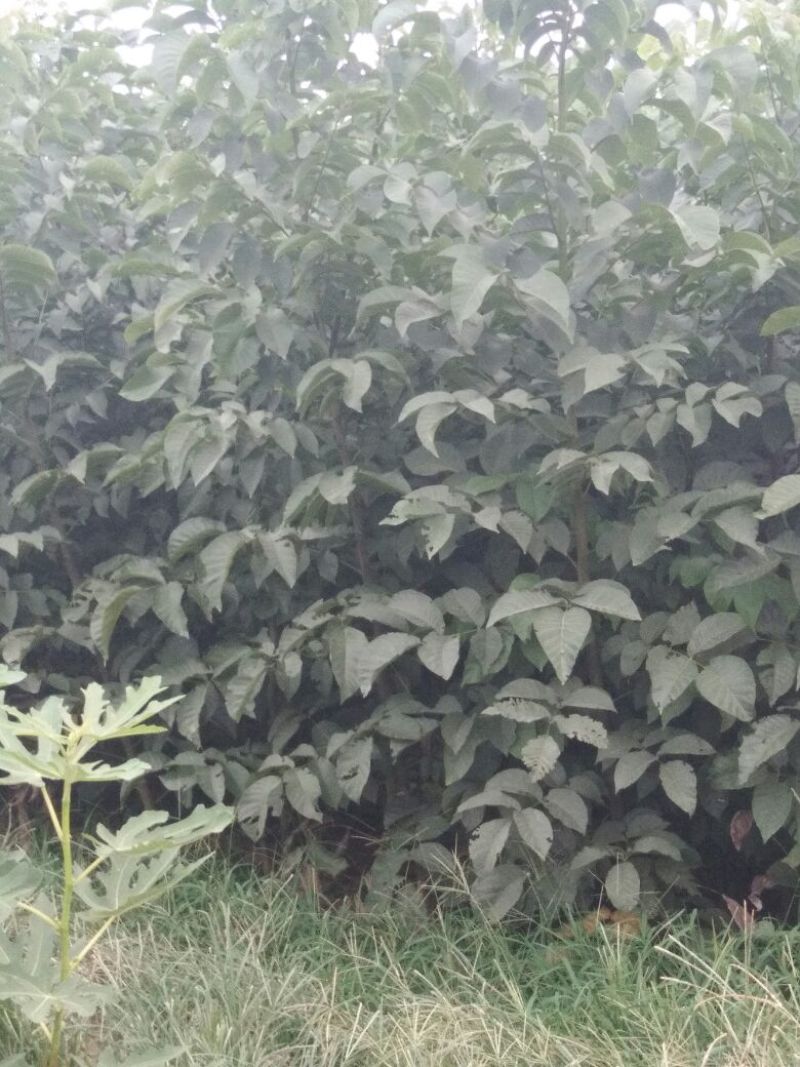 手捏纸皮核桃苗50~100cm
