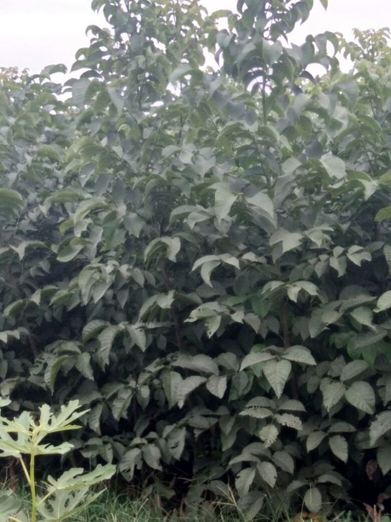 手捏纸皮核桃苗50~100cm