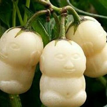 人参果苗