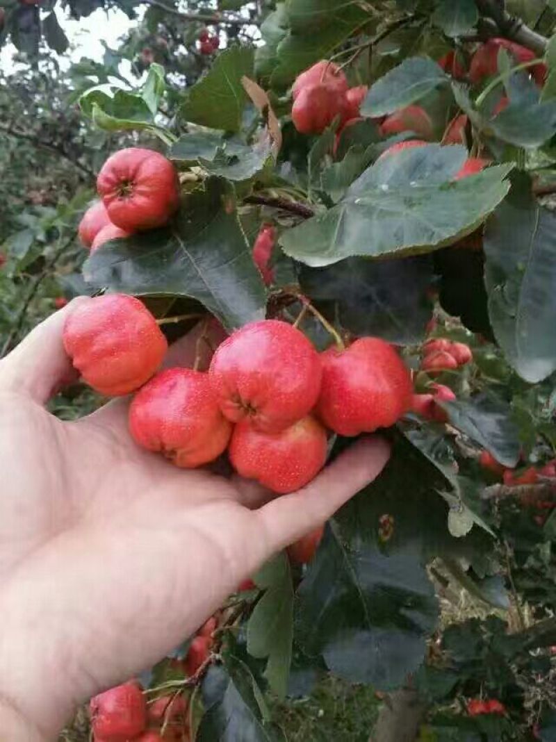 大棉球山楂质量杠杠的可实地看货考察