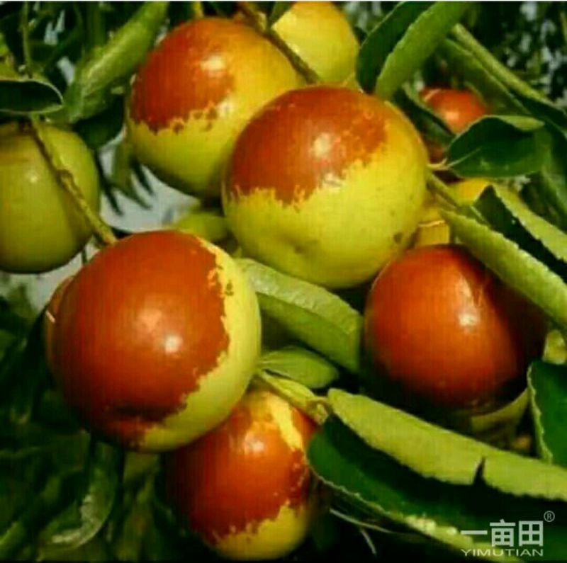 冬枣拐一