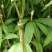 芒果苗金煌,四季,红贵妃,桂七,台农澳洲芒果苗