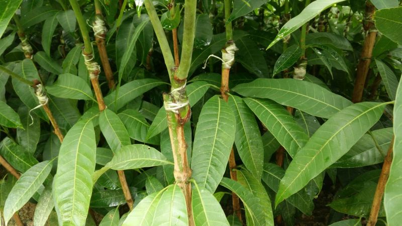 芒果苗金煌，四季，红贵妃，桂七，台农澳洲芒果苗