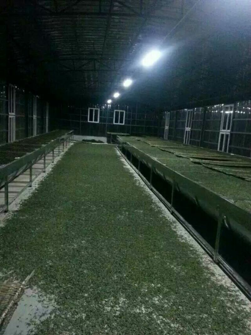 普洱茶云南临沧大雪山古树茶