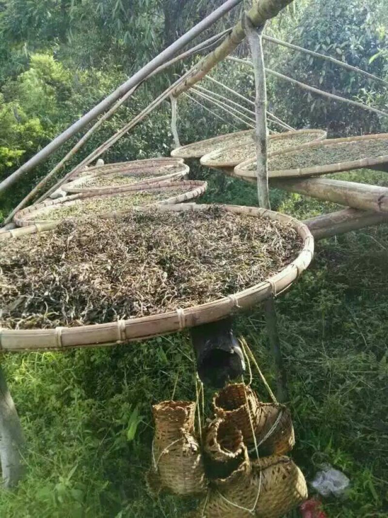 普洱茶云南临沧大雪山古树茶