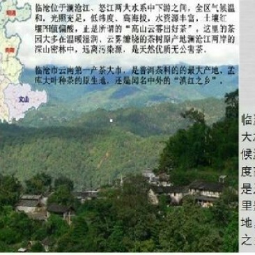 普洱茶云南临沧大雪山古树茶