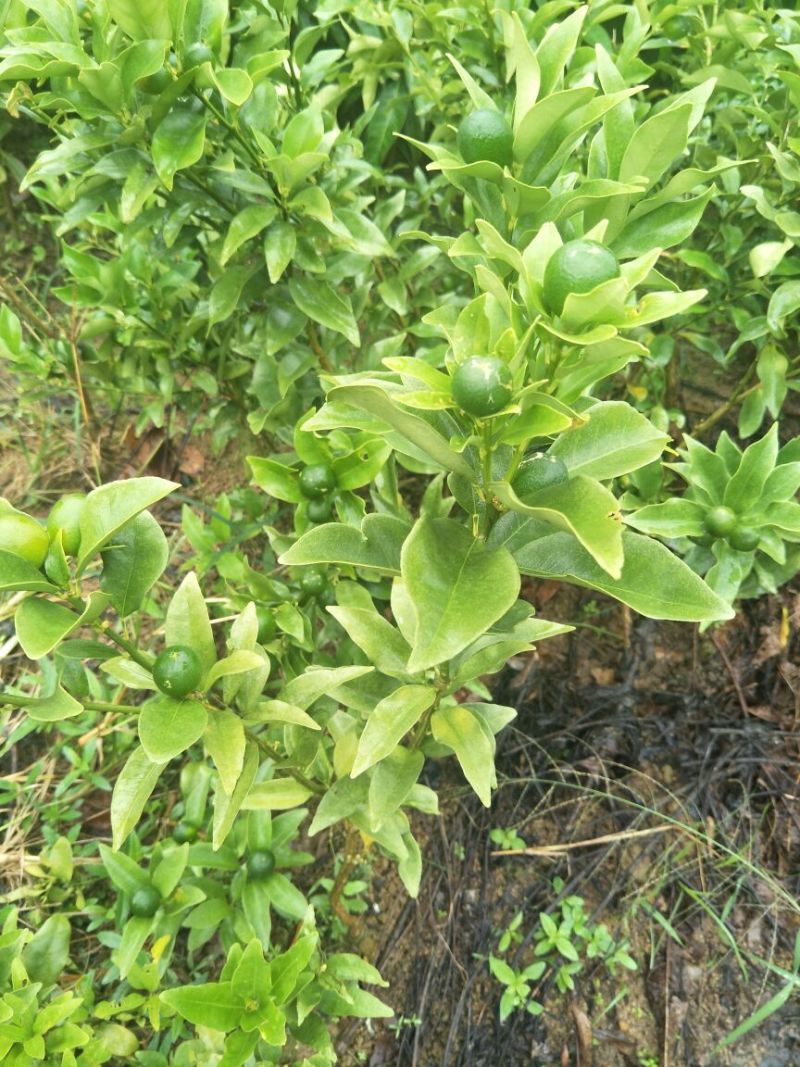 脆皮金桔苗30~50cm