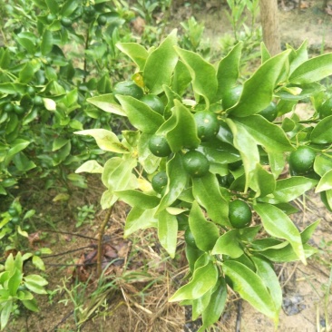 脆皮金桔苗30~50cm