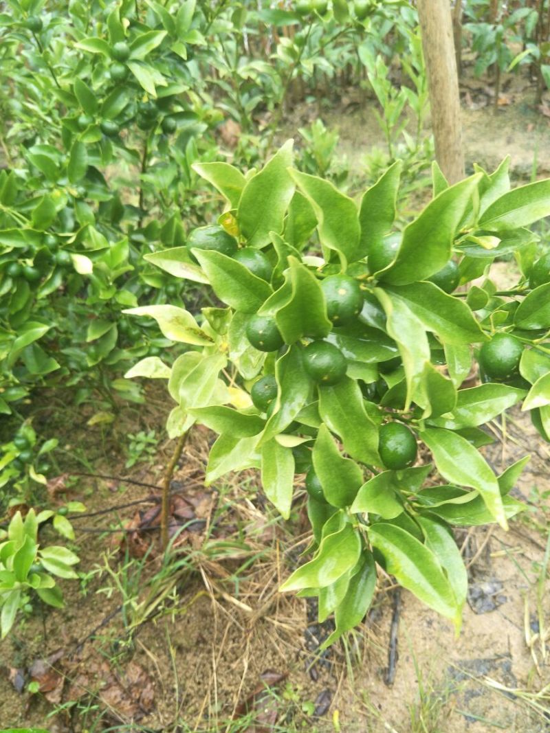 脆皮金桔苗30~50cm