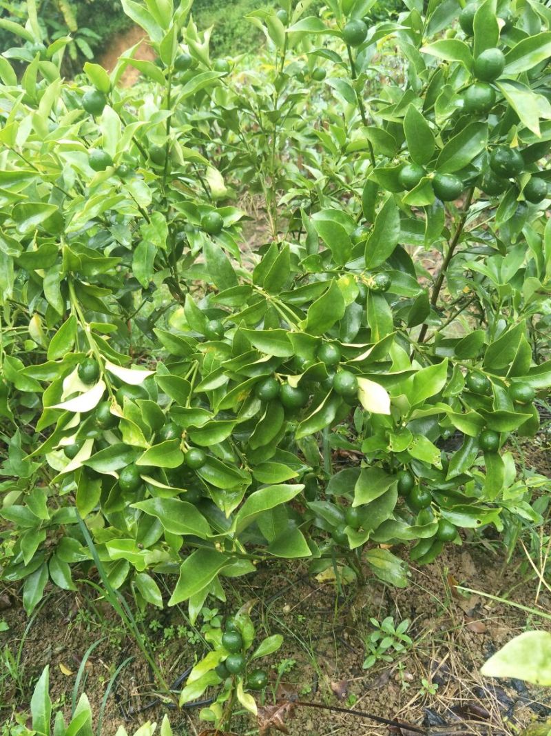 脆皮金桔苗30~50cm