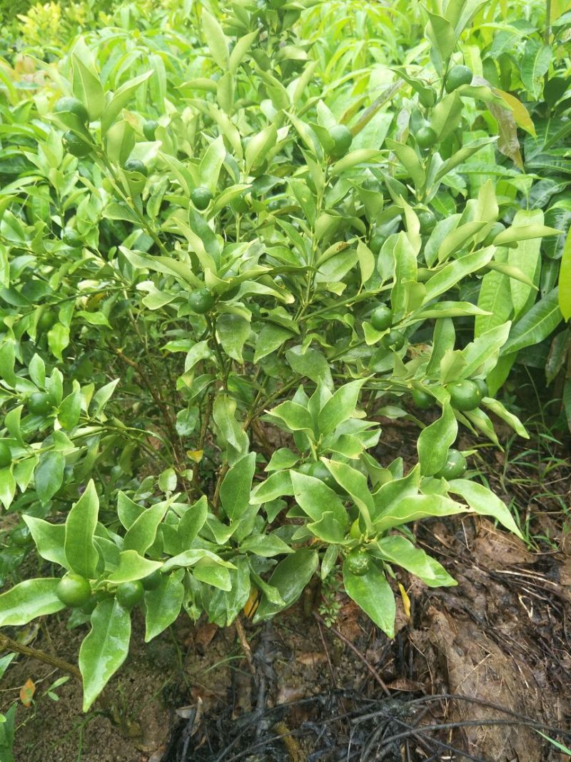 脆皮金桔苗30~50cm