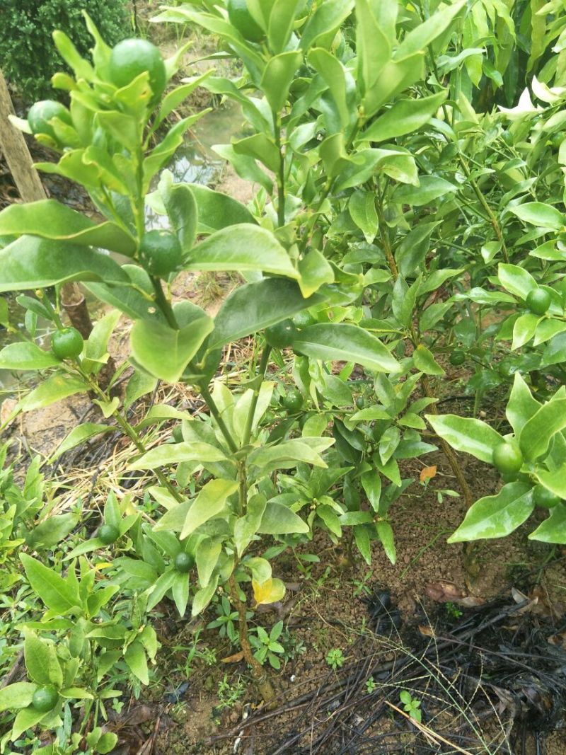 脆皮金桔苗30~50cm