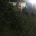 银杏叶色青