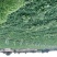 首屹®香薯心香红薯红皮，黄心，香甜粉糯…脱毒大田种苗