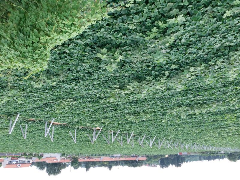首屹®香薯心香红薯红皮，黄心，香甜粉糯…脱毒大田种苗