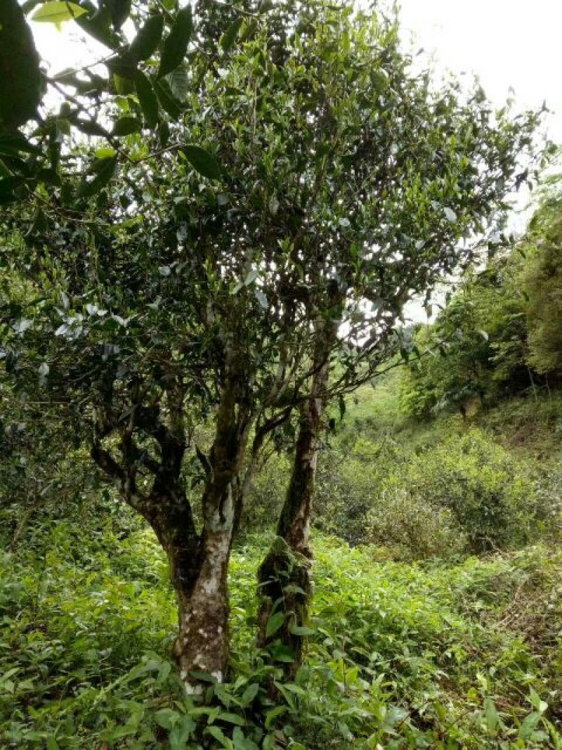 古树茶特级