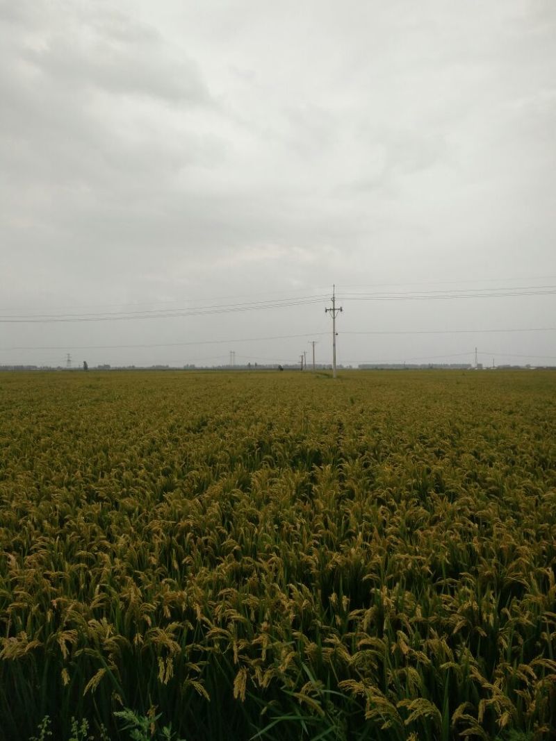 东北大米特级新米