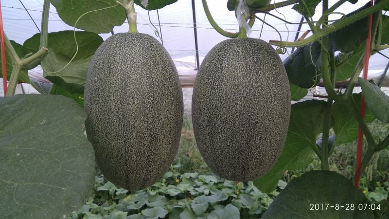西州蜜瓜5斤以上长圆形