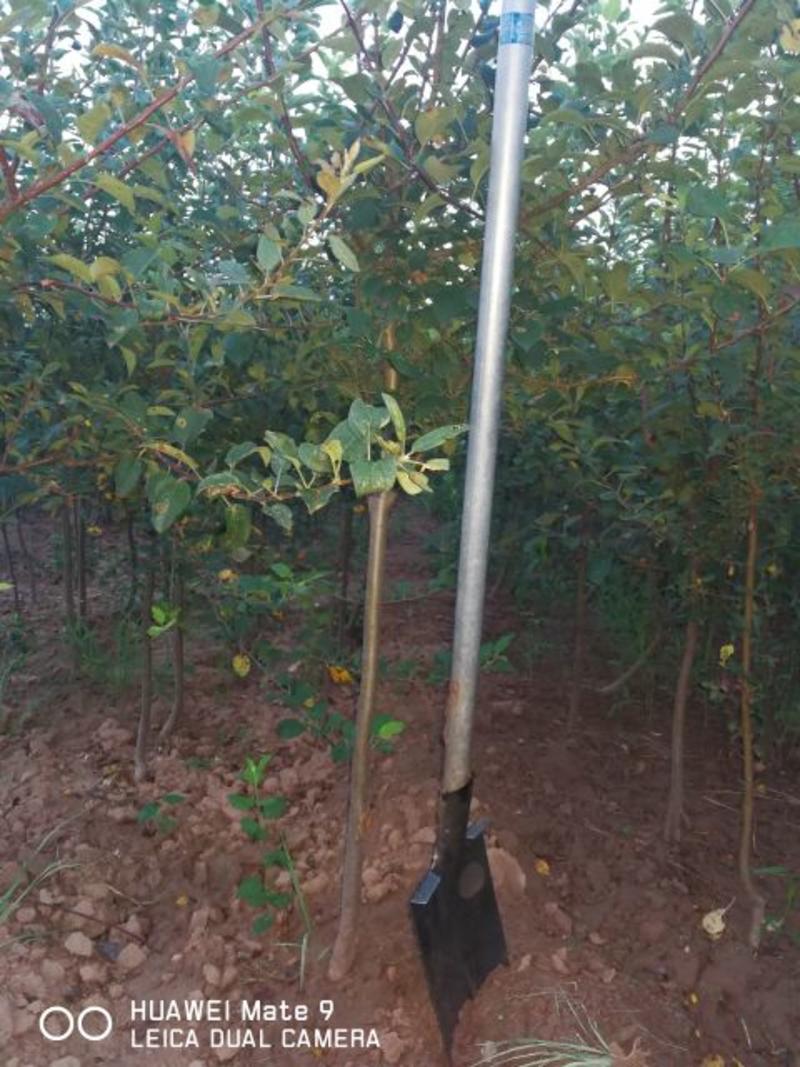 苹果树4~6cm4cm以下3~3.5米