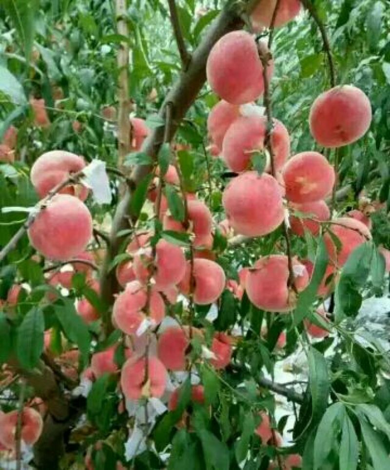 红不软桃树苗80cm以上