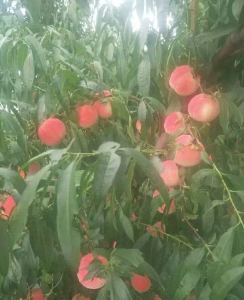 红不软桃树苗80cm以上
