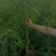 红不软桃树苗80cm以上