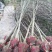 无患子10cm以下