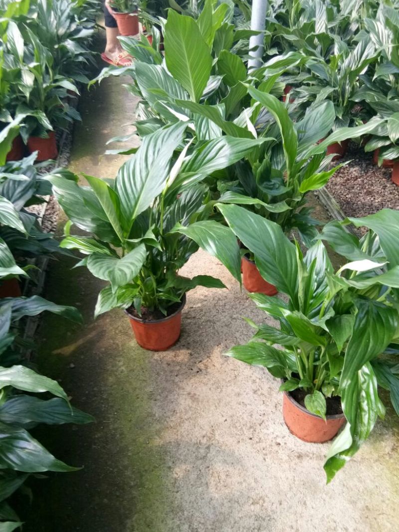 白掌一帆风顺基，可视频图片看货，种植基地批发