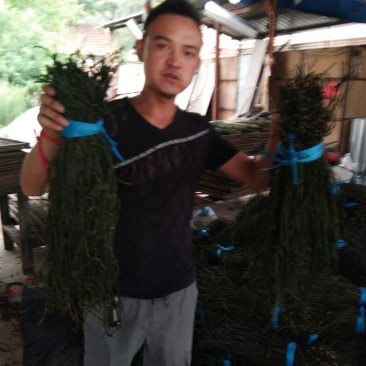 干豆角丝60厘米以上