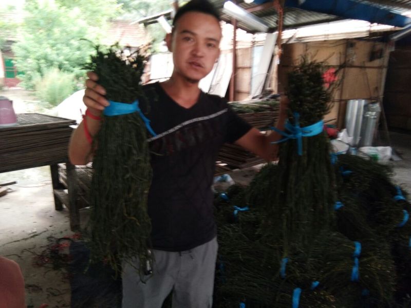 干豆角丝60厘米以上