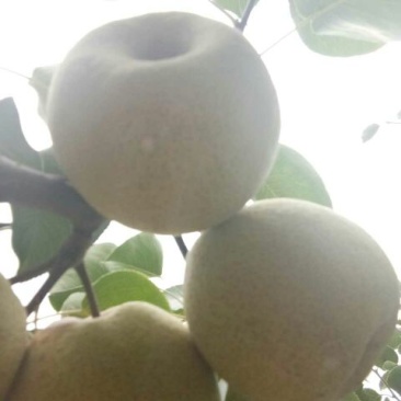 砀山梨，大量上市中，半斤起1.2元，大量有货