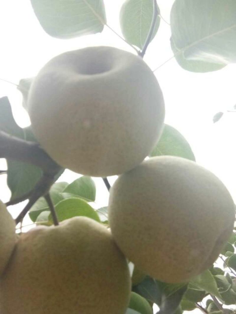砀山梨，大量上市中，半斤起1.2元，大量有货