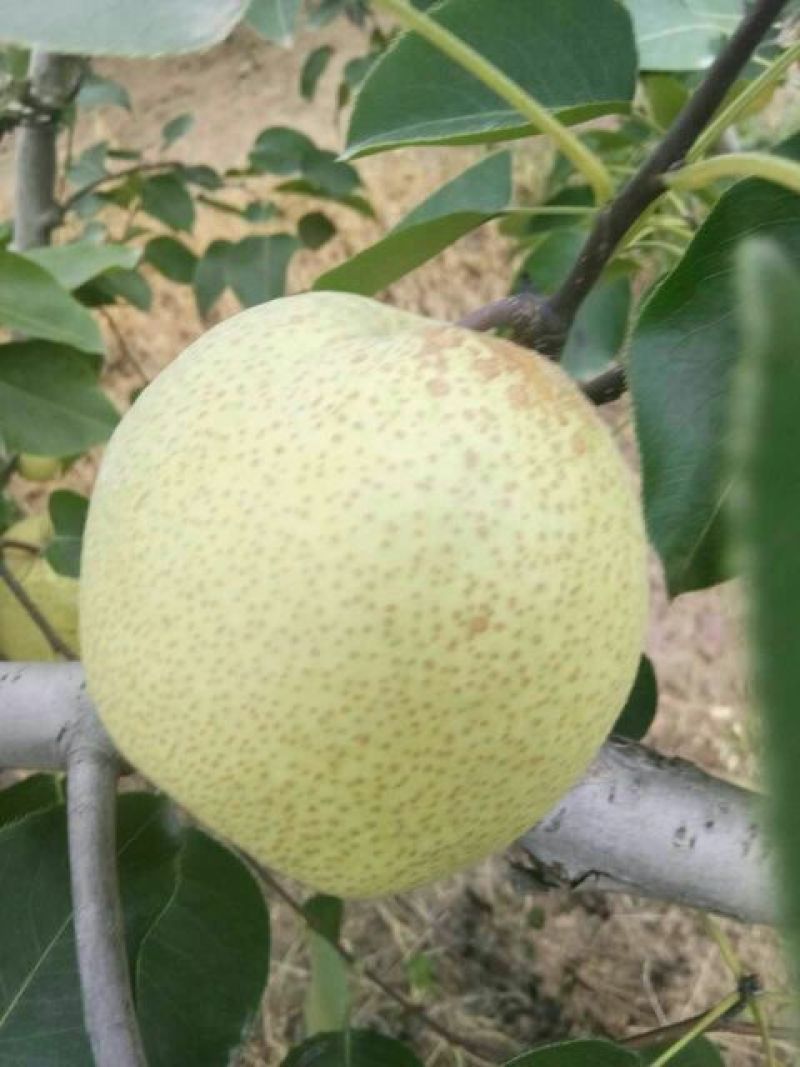 砀山梨，大量上市中，半斤起1.2元，大量有货