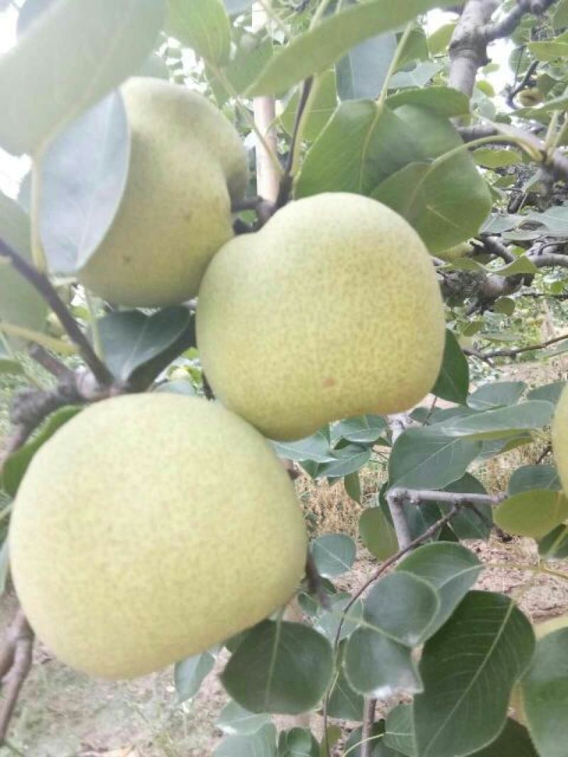 砀山梨，大量上市中，半斤起1.2元，大量有货