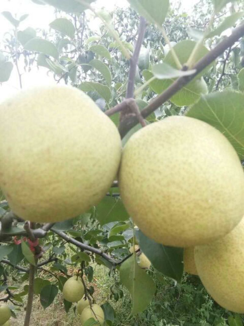 砀山梨，大量上市中，半斤起1.2元，大量有货