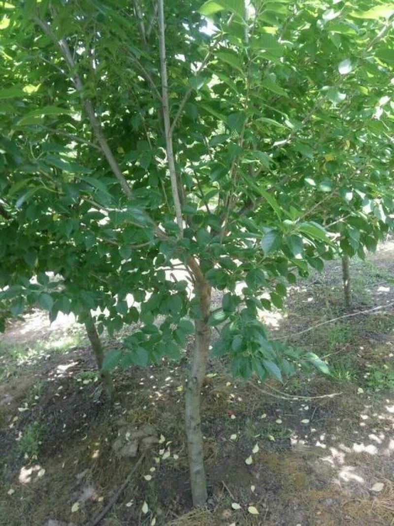 杜梨树18~20cm3~3.5米