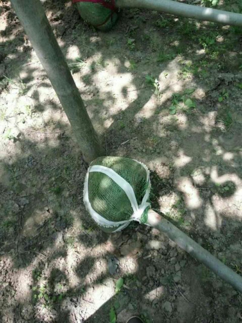 杜梨树18~20cm3~3.5米