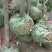 杜梨树18~20cm3~3.5米