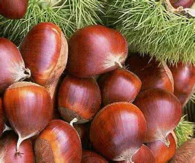 野生板栗菜栗种中栗