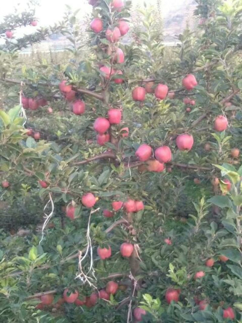 花牛75mm以上光果