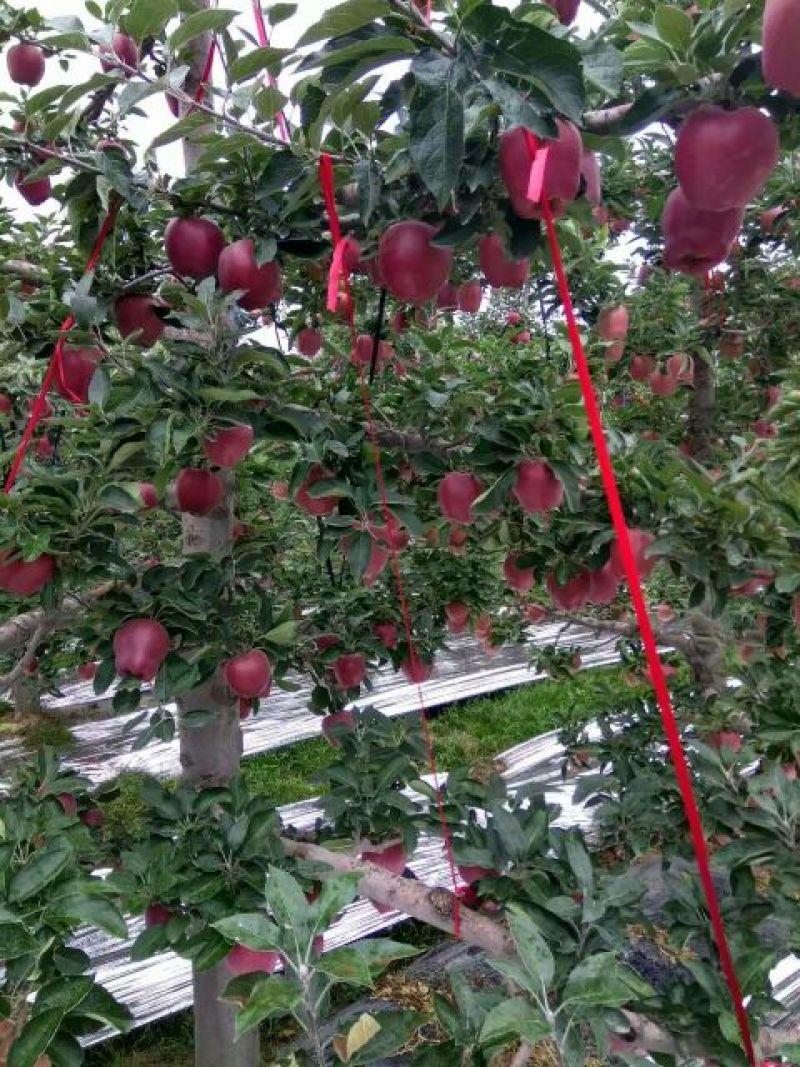 花牛75mm以上光果