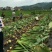 广西荔浦芋头香芋包粉包糯原产地直供电商微商一件代发包邮