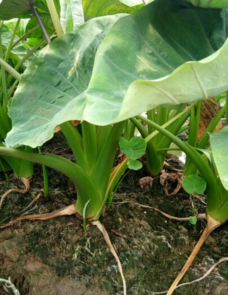 广西荔浦芋头香芋包粉包糯原产地直供电商微商一件代发包邮