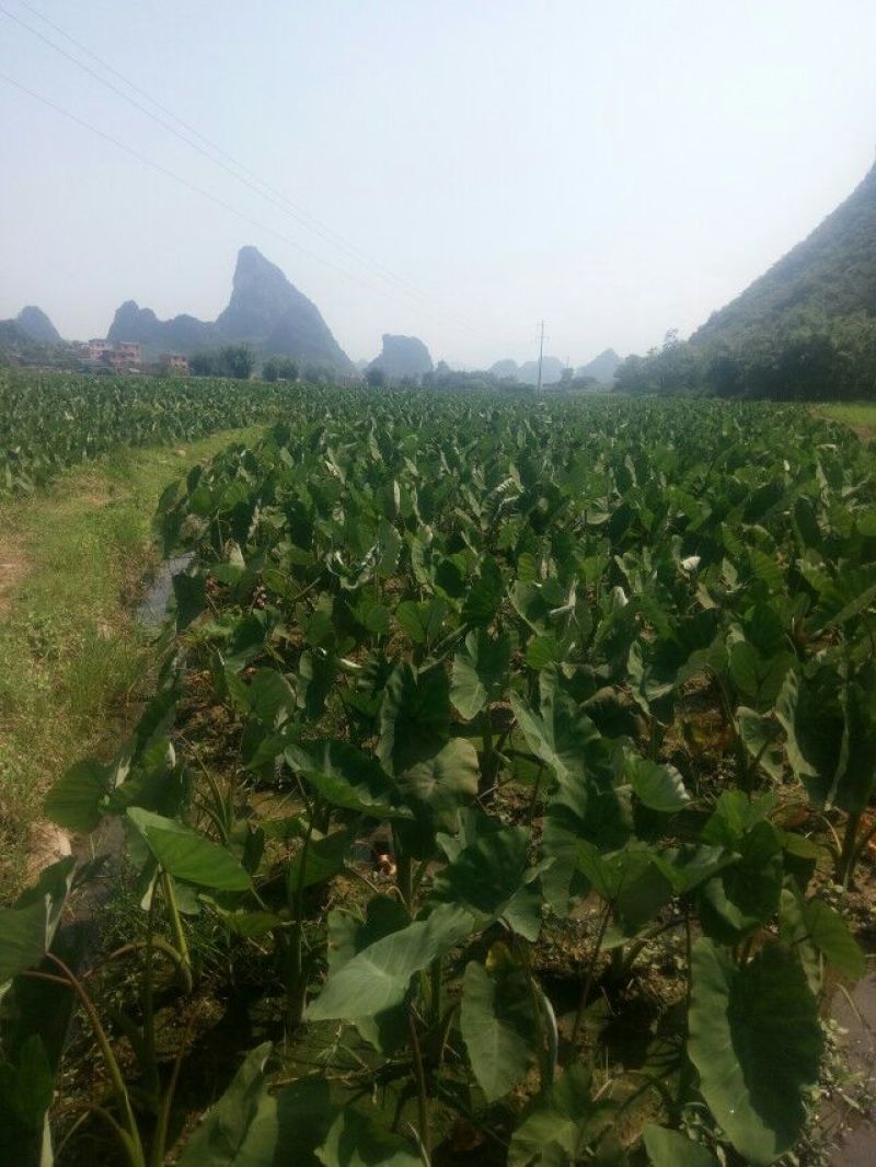 广西荔浦芋头香芋包粉包糯原产地直供电商微商一件代发包邮