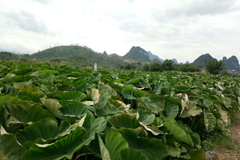 广西荔浦芋头香芋包粉包糯原产地直供电商微商一件代发包邮