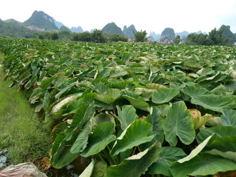 广西荔浦芋头香芋包粉包糯原产地直供电商微商一件代发包邮