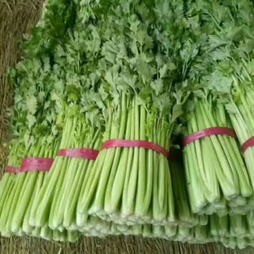 西芹50cm以上