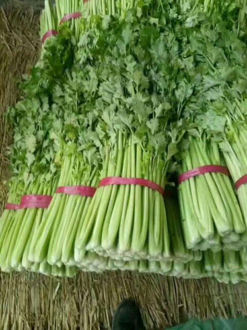 西芹50cm以上