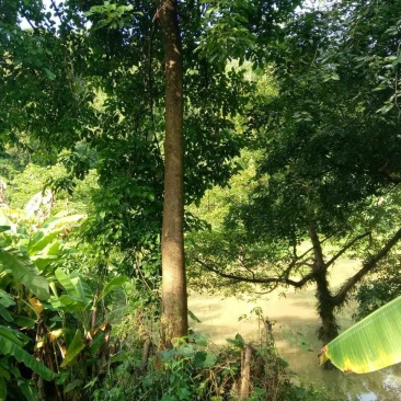 秋枫261~300cm