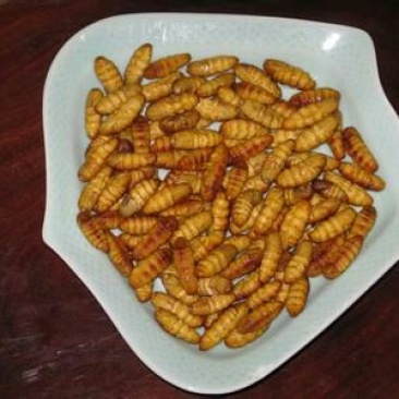 茧蛹